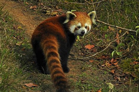 到底是什么鬼让小熊猫庄园如此令人迷念 普洱旅游攻略 游记 去哪儿攻略