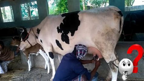 Holstein Friesian Cow Milking Video Hf Cow Cow Milk দুধ দেখে গাভী