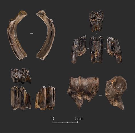 Hallan Nueva Evidencia De Actividad Humana Prehistórica En Suroeste De China 2