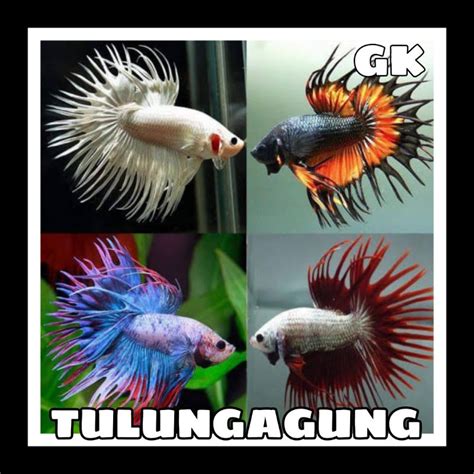 Jual Ct Crowntail Maskot Top Shopee Indonesia