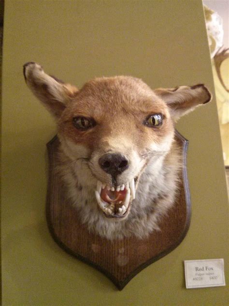 Bad Taxidermy Fox