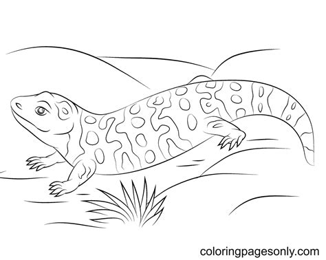 Gila Monster Drawing