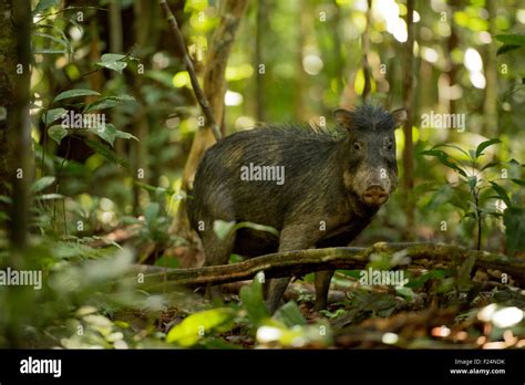 Chancho De Monte Tayassu Pecari Río Yavari Región Amazónica Perú