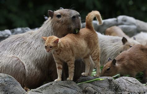 Kehadiran Oyen Di Zoo Negara Lonjak Kedatangan Pengunjung Scoop