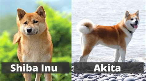 Shiba Inu Vs Akita Detailed Comparison Between The Two Breeds Youtube