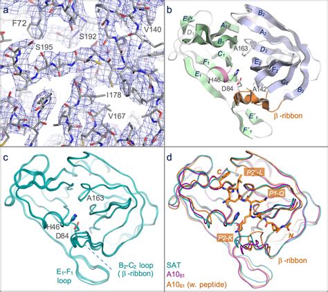 Structure Of The C Protease From The Sat Gha Serotype Fmdv A