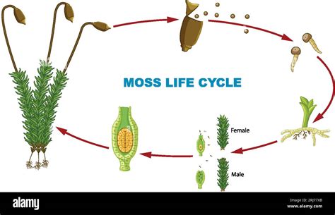 Illustrated Infographic Depicting The Life Cycle Of Moss Plants Stock