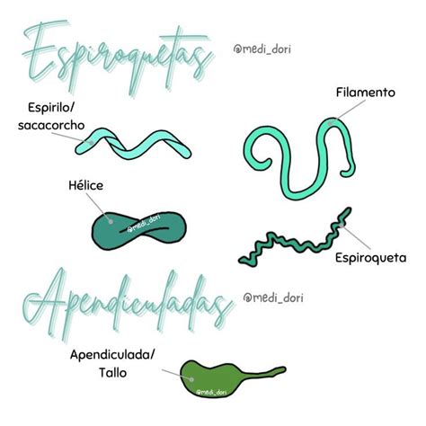 Bacterias Espiroquetas Y Apendiculadas Microbiolog A Anatomia Y