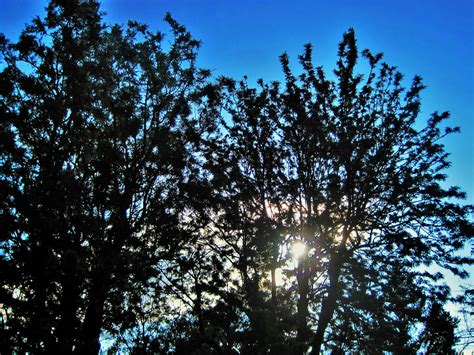 Kostenlose Foto Baum Natur Wald Ast Licht Himmel Sonne