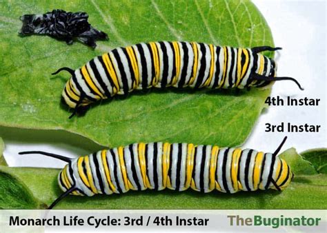 Monarch Instar Chart