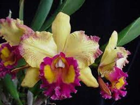 Rlc Hausermann S Starfire Times Square Cattleya Type Orchid Plant