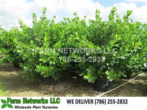 Clusia Guttifera 15 Gallon