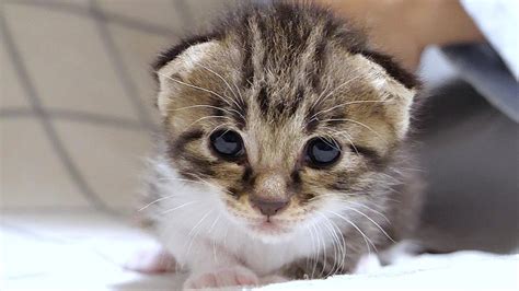 ぴよぴよ鳴くよちよち歩きの子猫はころころひっくり返ってしまいます💦【赤ちゃん猫 保護猫】 Youtube