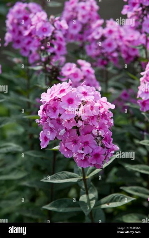 Phlox Paniculata Eva Cullum Stock Photo Alamy