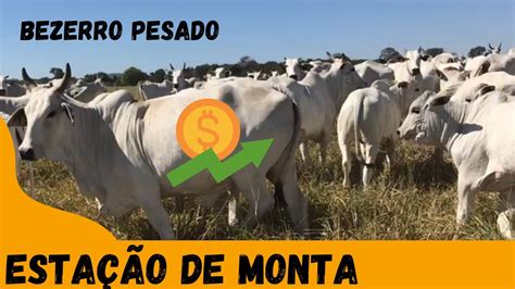 Como Fazer Esta O De Monta Para Gado De Corte Vaca Boa Desmama