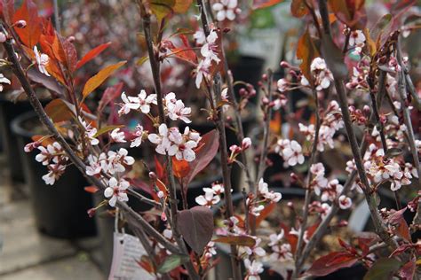 Purple Leaf Plum Sand Cherry Kiwi Nurseries Ltd