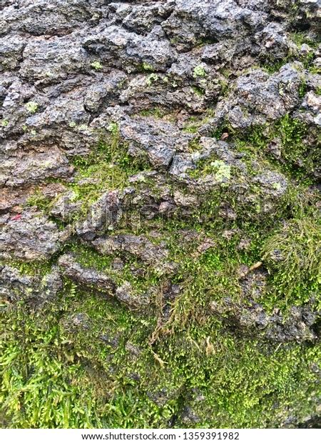 Damp Tree Root Covered Moss Stock Photo Shutterstock