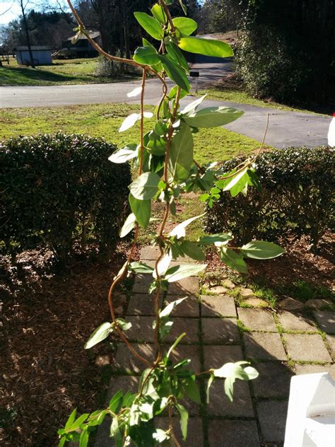 Poisonous Plant Walter Reeves The Georgia Gardener