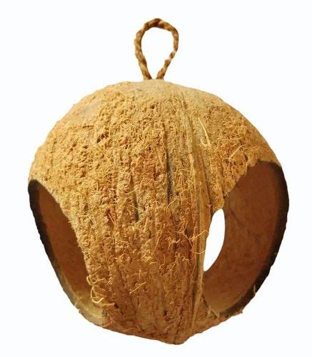 Own Wood Whole Coconut Shell Bird Feeder With Holes Ml At Rs