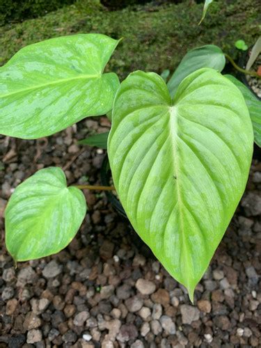 Philodendron Pastazanum X Gloriosum X Mamei Seed Grown 110mm Growers Choice Au