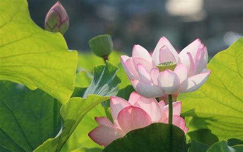 Lotus Flower Wallpapers, Pictures, Images