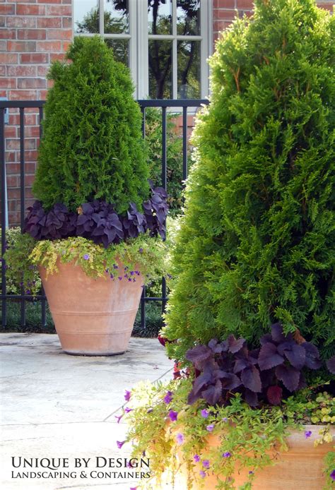 Evergreen Container Plants - Plant Corz