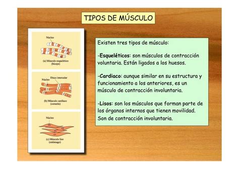 Anatomia Fisiologia Higiene Y Salud Del Cuerp Humano Pptx Descarga