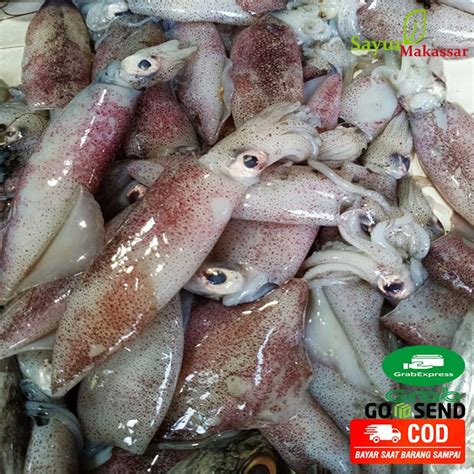 Jual Cumi Cumi Ikan Laut Segar Fresh Makassar Kg Shopee Indonesia