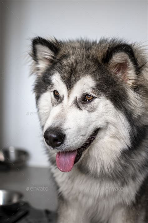 Alaskan Malamute Blue Eyes