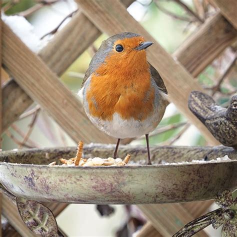 The 5 Best Low Growing Evergreen Shrubs For Your Garden Ideal Home
