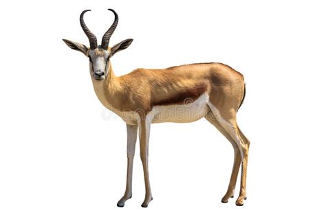 Springbok Image Stock Image Du Blanc Africain Studio 46174515