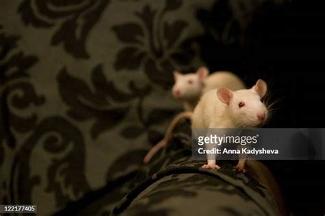 Rat House Photos And Premium High Res Pictures Getty Images