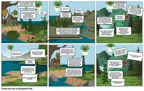 Photosynthesis And Cellular Respiration Storyboard