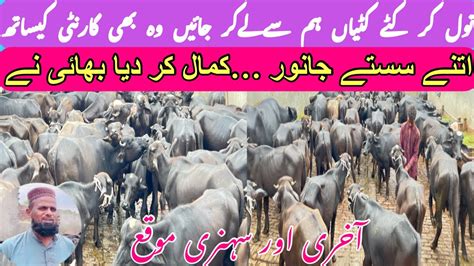 How To Start Mix Cattle Farming Katta Katti Business In Pakistan