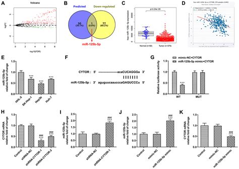 LncRNA CYTOR Affects The Proliferation Cell Cycle And Apoptosis Of