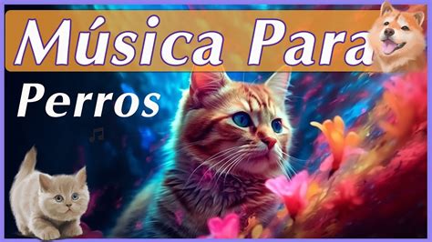 Horas M Sica Relajante Para Los Perros Y Gatos De Dormir M Sica