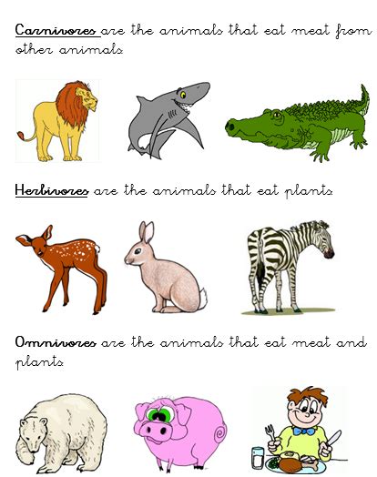 MY ENGLISH CORNER: WHAT ANIMALS EAT - CARNIVORES, HERBIVORES AND OMNIVORES