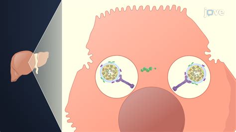 Lipid Lowering Drugs Statins And Miscellaneous Agents Pharmacology