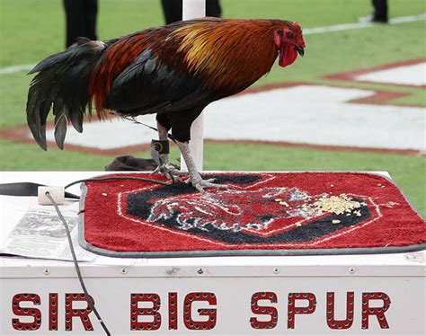 132+ Teams in 132+ Days: South Carolina Gamecocks : CFB