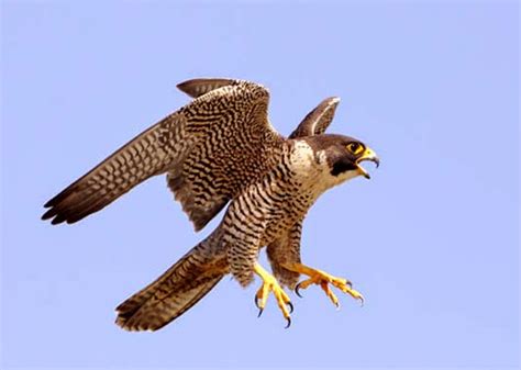 Information Dose: top 5 fastest flying birds on earth