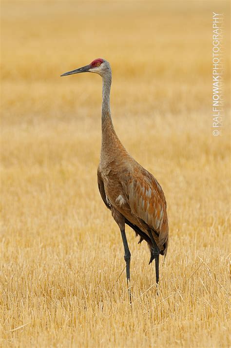 Sandhill Crane Sandhill Crane Grus Canadensis Grass Lake Ontario