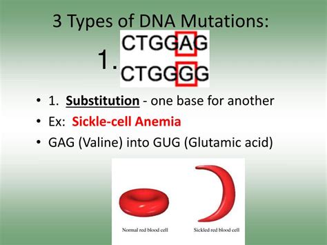 PPT - DNA and Mutations PowerPoint Presentation, free download - ID:3435850