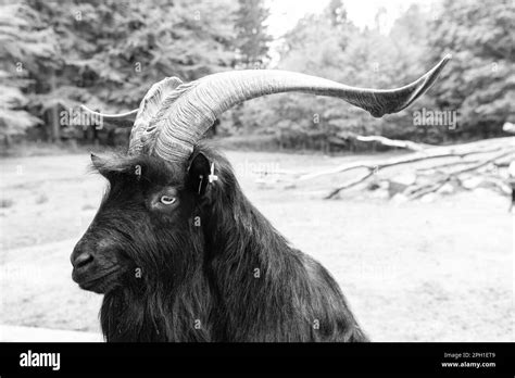 Black Goat Head In Zoo Animal Park Outdoor Stock Photo Alamy