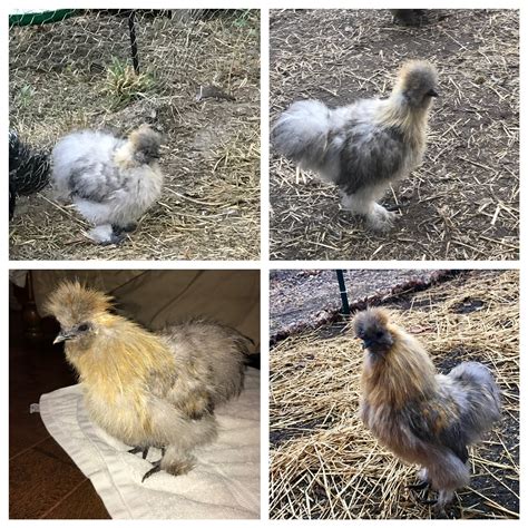 Silkie Polish Mix Backyard Chickens Learn How To Raise Chickens