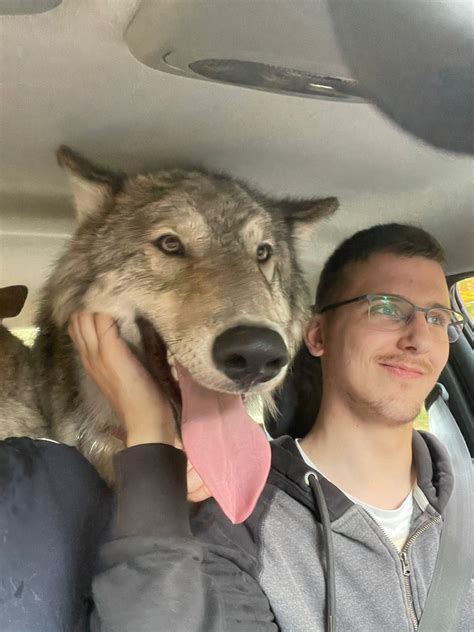 Psbattle Wolf In A Car Next To A Guy Rphotoshopbattles