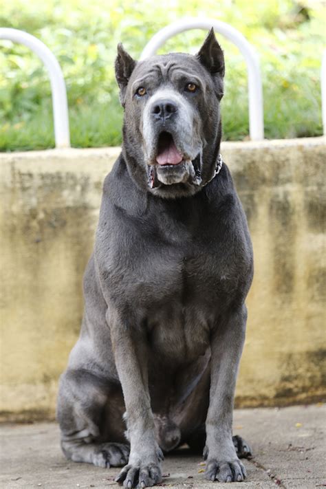 Black Cane Corso Lifespan 09rosaline