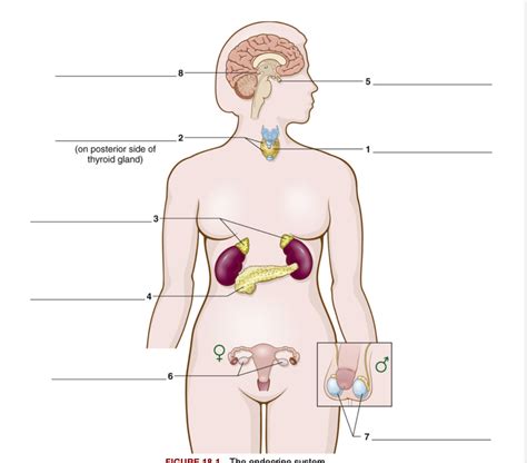 Chapter Endocrine System Diagram Quizlet