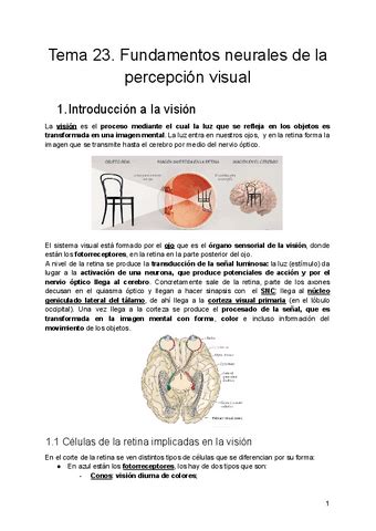 Tema Fundamentos Neurales De La Percepcion Visual Pdf