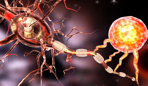 Multiple Sclerosis Study Reveals Possible Trigger ISRAEL21c