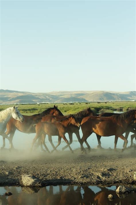 Herd of Wild Horses · Free Stock Photo